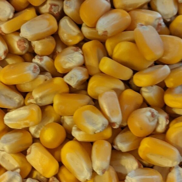 Cali Gold Corn Kernels (10 lbs) - Image 2